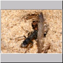 Dipogon subintermedius - Wegwespe 05g 7mm Sandgrube Niedringhaussee - beim Nestverschluss.jpg